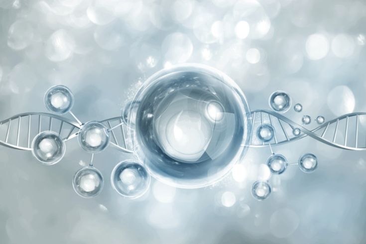 Nicotinamid Ribosid – NAD+ Vorläufer für Energie und Zellgesundheit